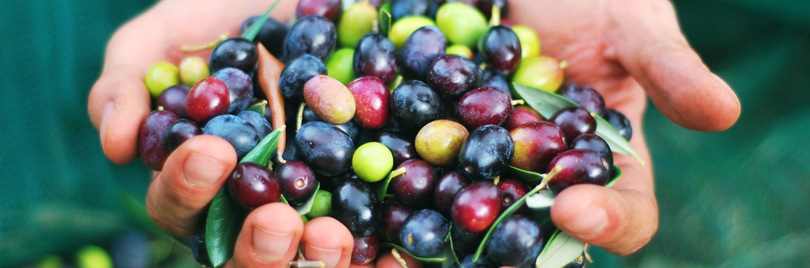 La stagione dell’olio novello in Toscana: un viaggio tra i frantoi