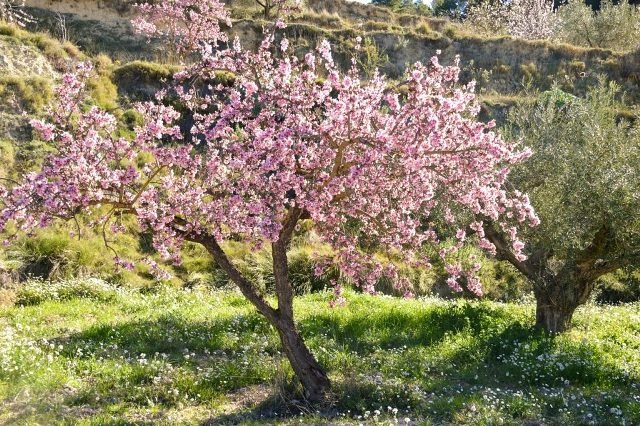 Week-end alla Ricerca del Mandorlo in Fiore: Itinerari tra Lucca e la Lunigiana
