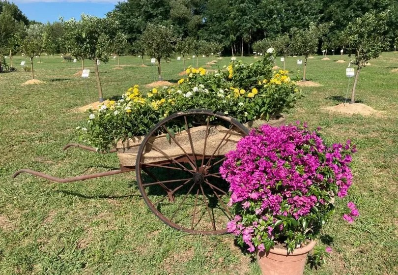 Una Guida alla Toscana in Fiore: I Campi di Colza e i Frutteti a Marzo
