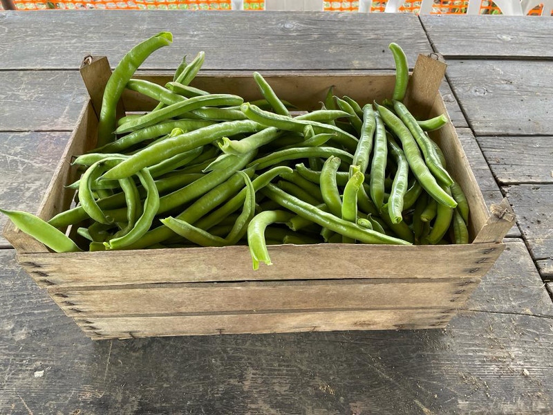 A Tavola con “Sua Maestà” il Baccello: Il Rito di Primavera in Toscana
