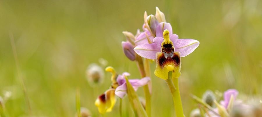 Trekking tra le Orchidee Selvatiche: Il Tesoro Nascosto della Primavera Toscana