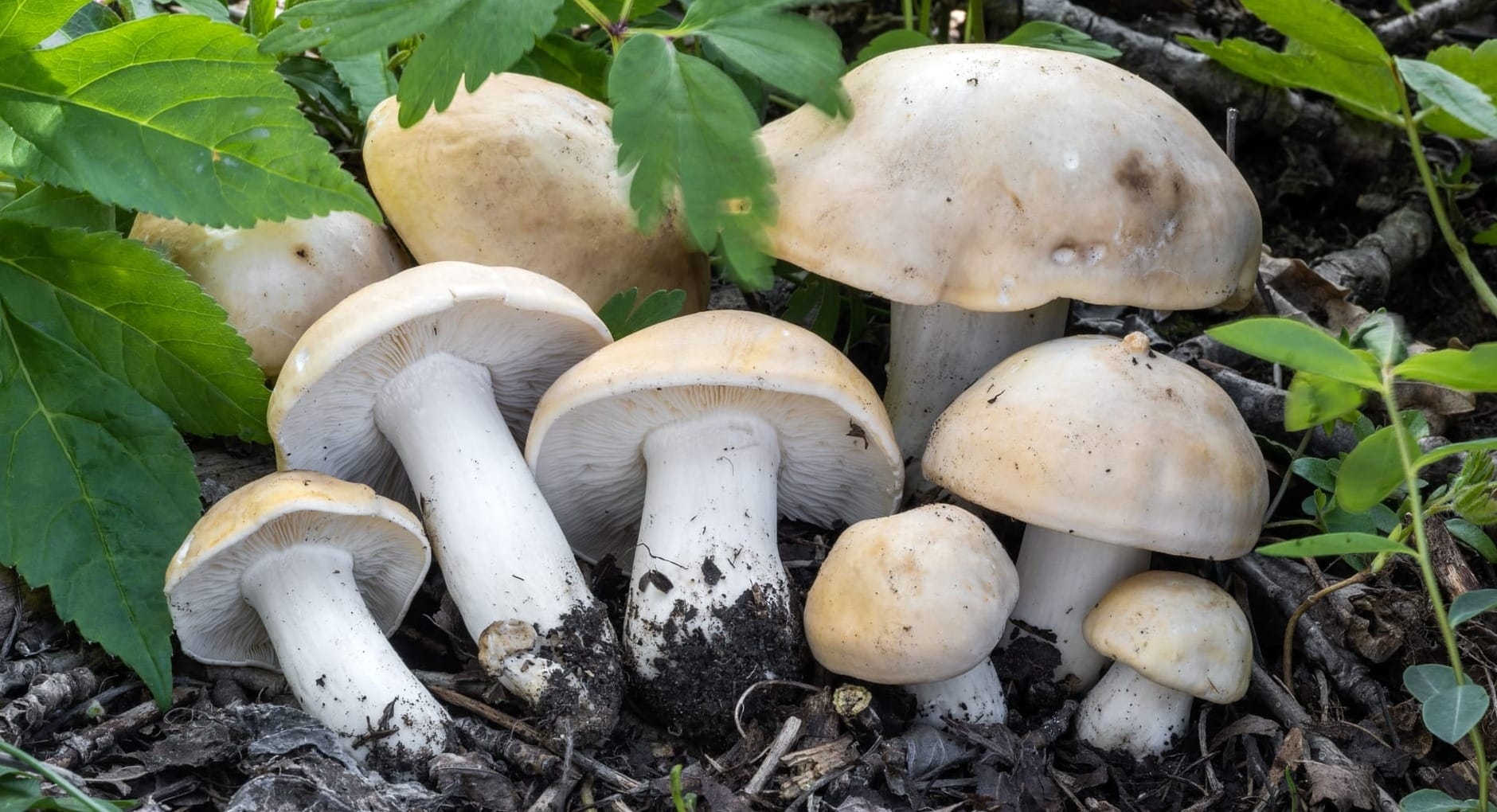 Funghi in Toscana a maggio: alla scoperta del Prugnolo, “re della primavera”