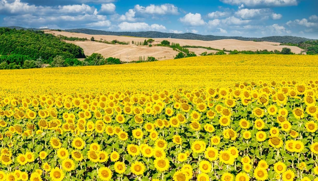 La Toscana dei fiori: non solo girasoli