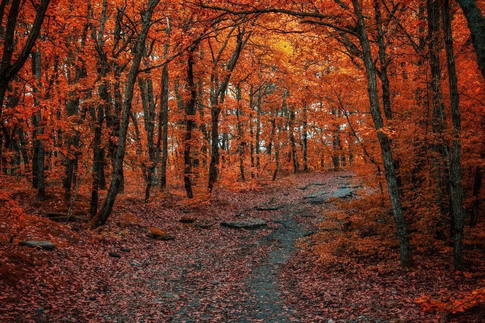 🍂 Il foliage in Toscana: dove vedere i colori dell’autunno